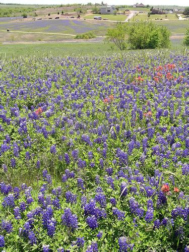 Ennis, TX wildflowers | oceans of bluebonnets with paintbrus… | Flickr