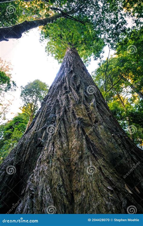 Hyperion Tree, the Tallest Tree in the World, Redwoods National and ...