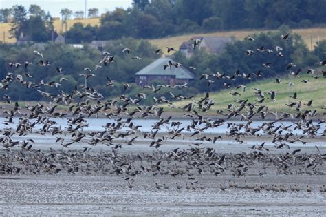 Why do we call them 'skeins' of geese? | Scottish Wildlife Trust