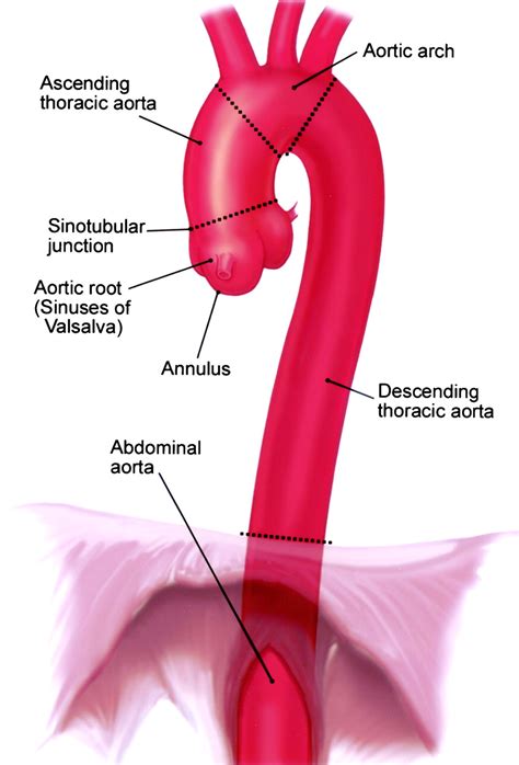 Aorta - JapaneseClass.jp