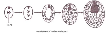 Endosperm Formation|Sureden:Your Education Partner