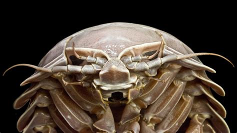 Massive 'Darth Vader' sea bug pulled from waters near Indonesia | Live ...