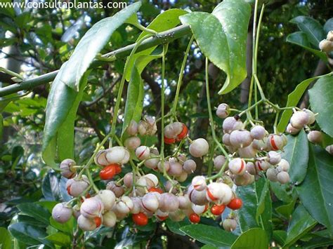 Viburnum awabuki or Sweet Viburnum | Care and Growing