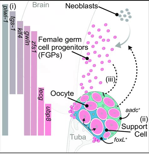 Schematic of planarian female germ cell differentiation and the roles ...