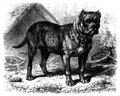 8 Extinct Dog Breeds You Didn't Know Existed | Reader's Digest