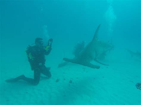 Seaplanes And Hammerhead Shark Selfies: Bimini Is Where Luxury Meets Adventure