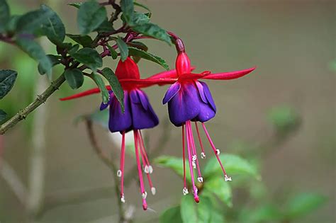 Fuchsia (Lady's Eardrop) – A to Z Flowers