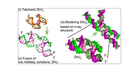 Holliday Junctions Formed from Human Telomeric DNA | Journal of the ...