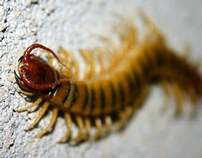 Scolopendra Gigantea