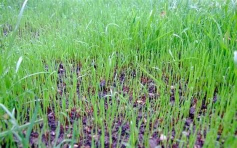 Watering New Grass Seed: How Much Water - Lawn Holic