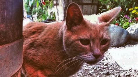 Stubbs the cat, longtime mayor of an Alaska town, dies at 20 | Mashable