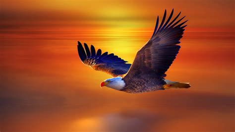 Wallpaper Of The Day: An Eagle Flight - Common Sense Evaluation