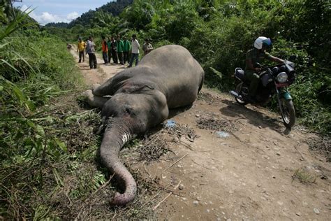 The battle to save Sumatra's elephants from extinction | CNN