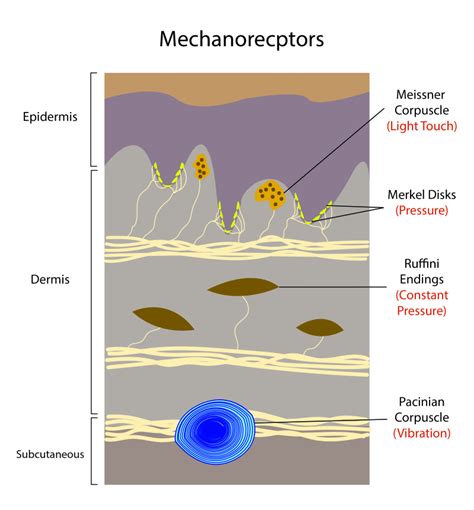 [Figure, Diagram of the different mechanoreceptors...] - StatPearls - NCBI Bookshelf