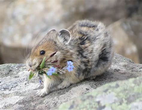 American Pika - Facts, Diet, Habitat & Pictures on Animalia.bio