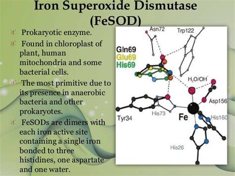 Superoxide Dismutase (Group 13)