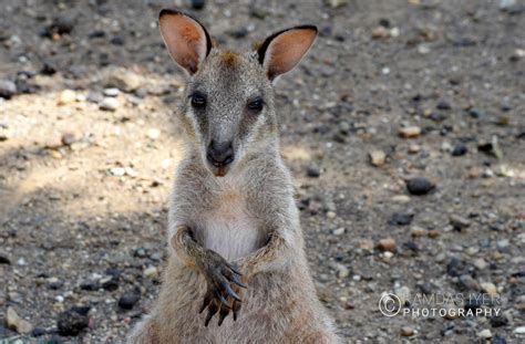 Papua New Guinea Wildlife # 1 – Ramdas Iyer Photography