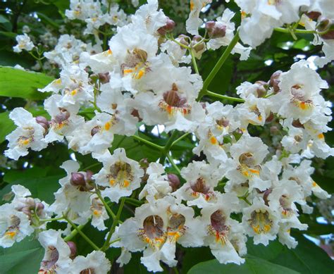 Ronna's Blog: Flowering Catalpa Tree