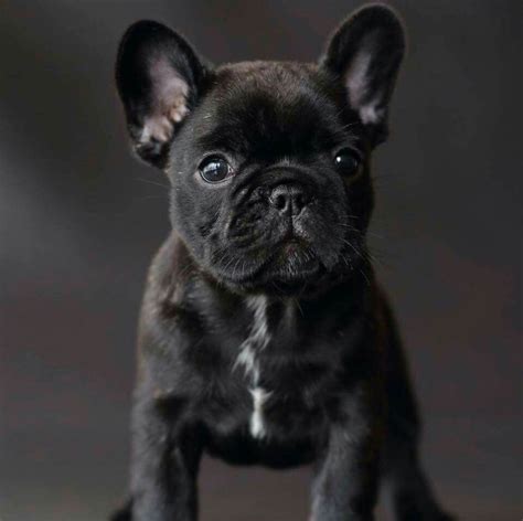 Frenchie Brindle For Sale - Photos All Recommendation