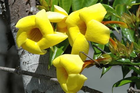 Allamanda Flower Meaning: An In-Depth Guide