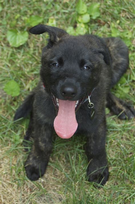 happy Dutch Shepherd puppy photo and wallpaper. Beautiful happy Dutch Shepherd puppy pictures