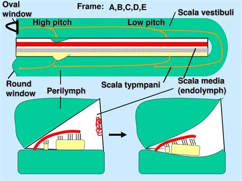 PPT - Scala vestibuli PowerPoint Presentation, free download - ID:6908333