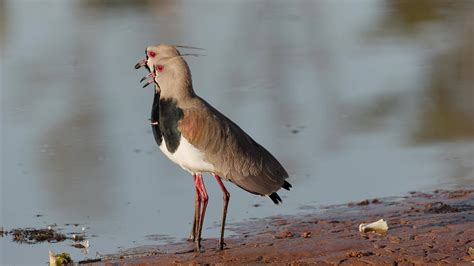 Adult Southern Lapwing Bird 27715077 Stock Video at Vecteezy