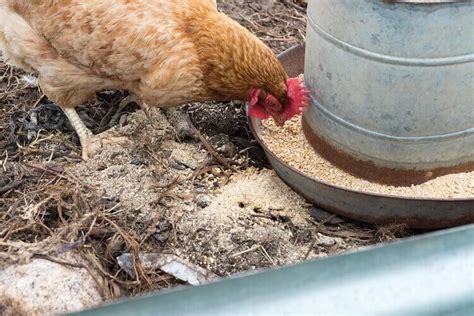 5 Best Automatic Chicken Feeders: The Complete Guide | Chickens And More