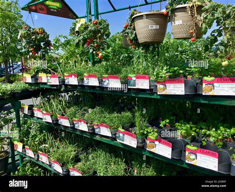 The home depot plants hi-res stock photography and images - Alamy