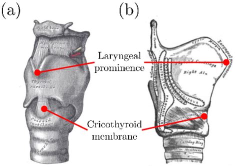 Cricothyroid Membrane Incision