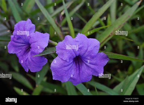 Purple tropical flowers of Ruellia Simplex (Mexican bluebell or petunia ...