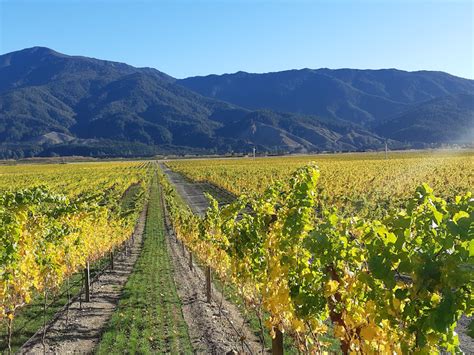 This Year’s Wine Harvest will be a Vintage to Remember – Tricity Scoop