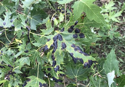 Black Spots On Maple Tree Leaves