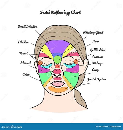 Face Reflexology Chart Mapping Massage Areas Internal Organs Body Parts Cartoon Vector ...