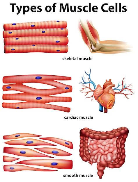 Diagram showing types of muscle cells Vector | Premium Download