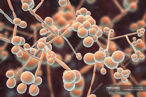 Digital illustration of yeast and hyphae stages of Candida albicans ...