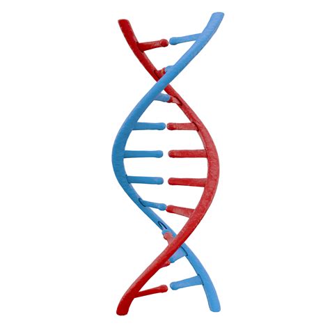 3d dna strands