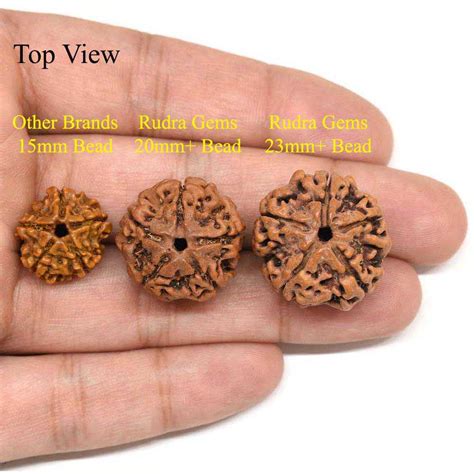 5 Mukhi Rudraksha Benefits, Mantra, Authenticity and How to wear it?