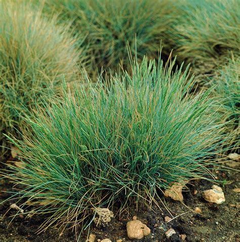 Festuca Glauca. Photograph by Science Photo Library - Pixels