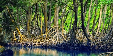 7 Fakta Menarik Hutan Mangrove Indonesia | Tokoh Inspiratif