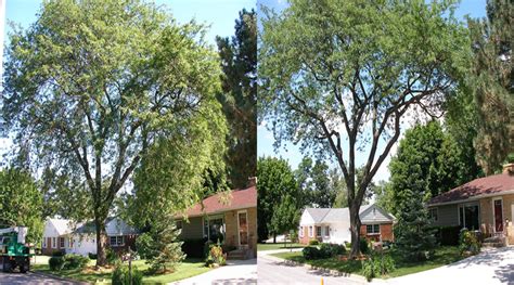 Oak Tree Trimming Before And After. Call Us (502) 245-8733.