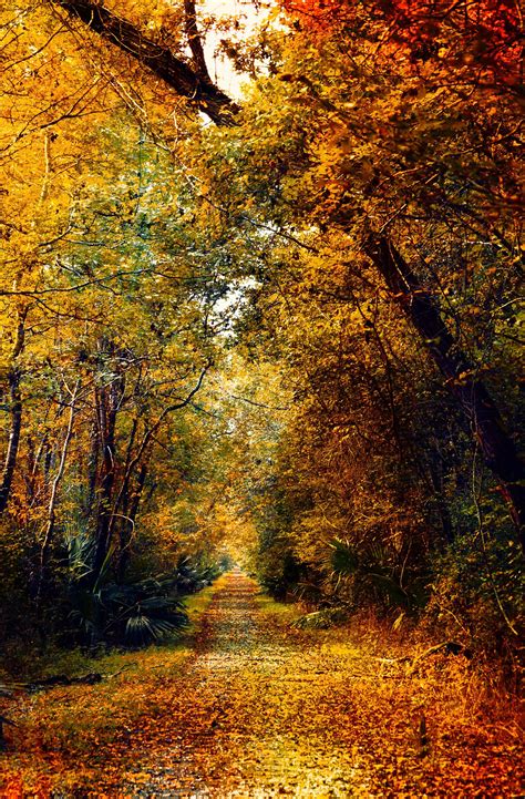 AUTUMN TRAIL | Shutterbug