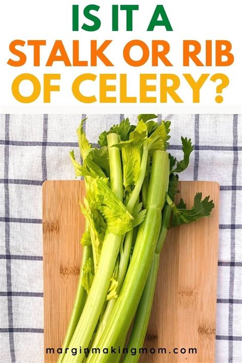 What Does 2 Stalks Of Celery Mean - Stilk and Stalk