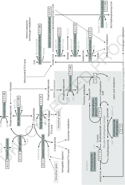 3 Pyruvate metabolism. The compartmentation of pyruvate is emphasized ...