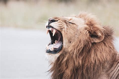 The Last Lecture Articles 01: An Injured Lion Still Wants to Roar | by Garrett MacLean | Medium