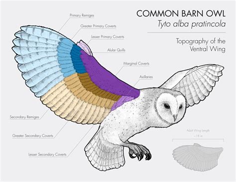 barn owl, owl, scientific illustration, wing diagram, science, biology ...