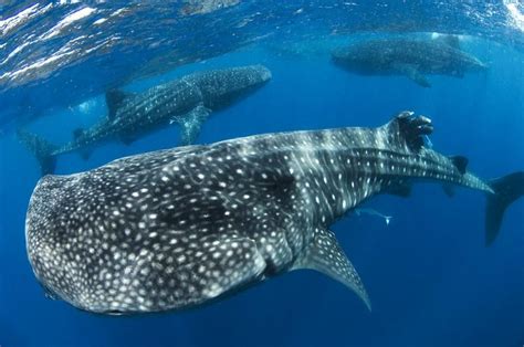 The Baby Whale Shark: interesting facts & FAQ’s