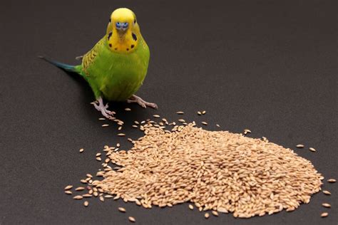 budgie seeds Budgies, Seeds, Bird, Animals, Parakeets, Animales, Animaux, Birds, Animal