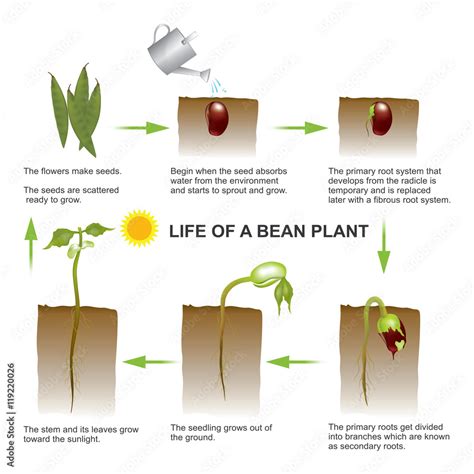 Life of a bean plant. Seed germination is a process by which a seed embryo develops into a ...