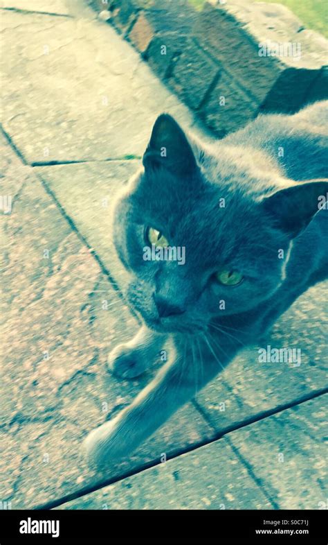 Smoky grey cat with green eyes Stock Photo - Alamy